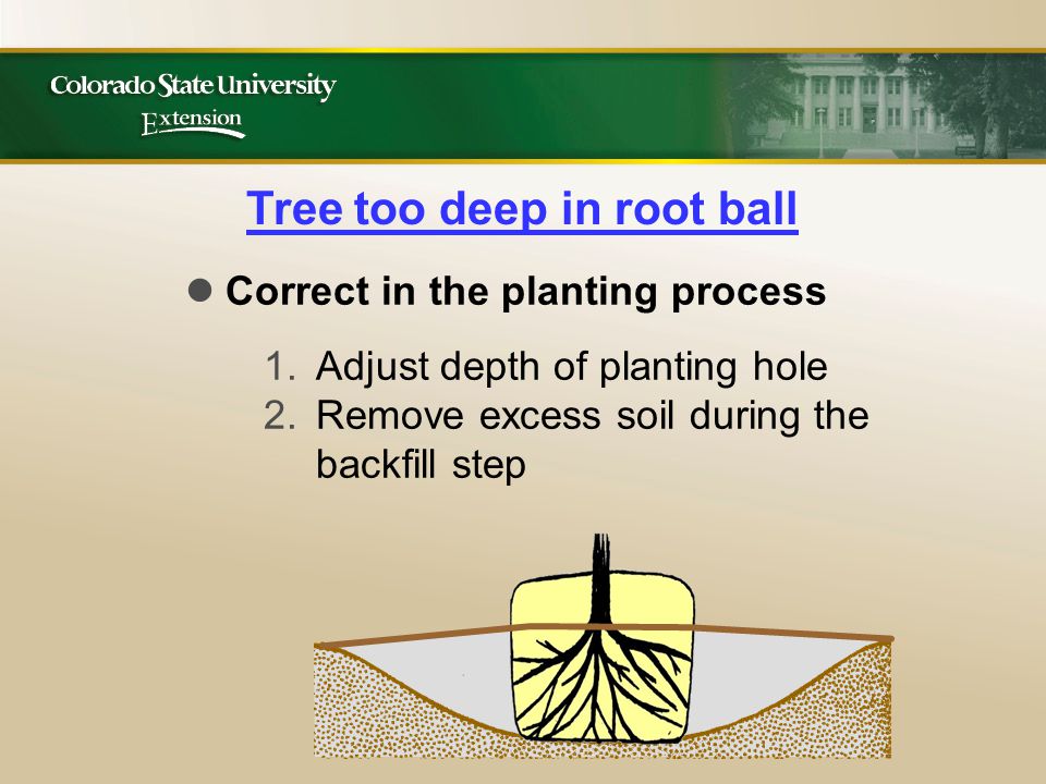 Tree too deep in root ball Correct in the planting process 1.Adjust depth of planting hole 2.Remove excess soil during the backfill step