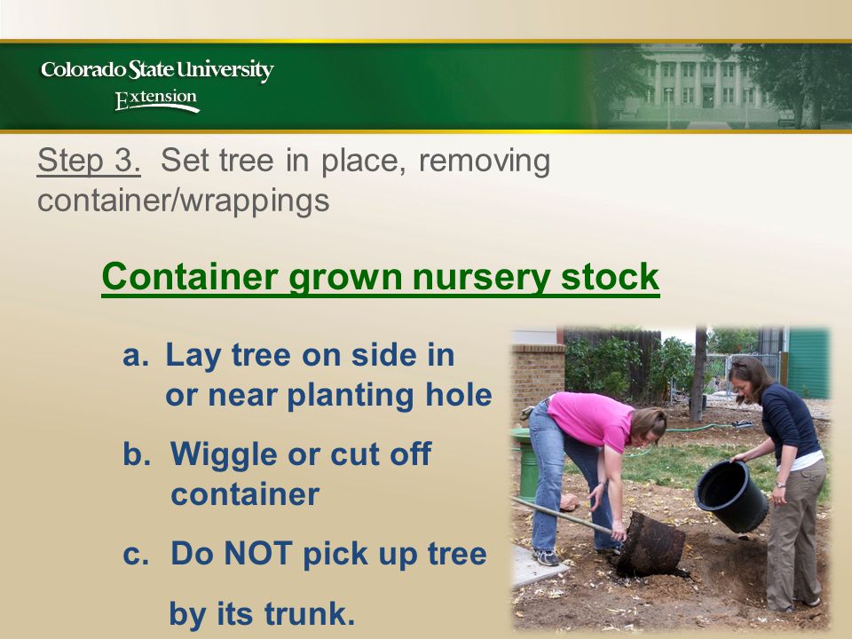 Container grown nursery stock a.Lay tree on side in or near planting hole b.Wiggle or cut off container c.Do NOT pick up tree by its trunk.