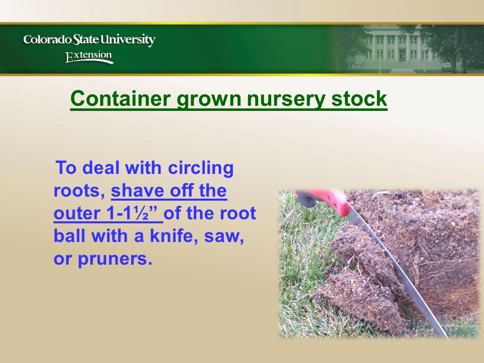 Container grown nursery stock To deal with circling roots, shave off the outer 1-1½ of the root ball with a knife, saw, or pruners.
