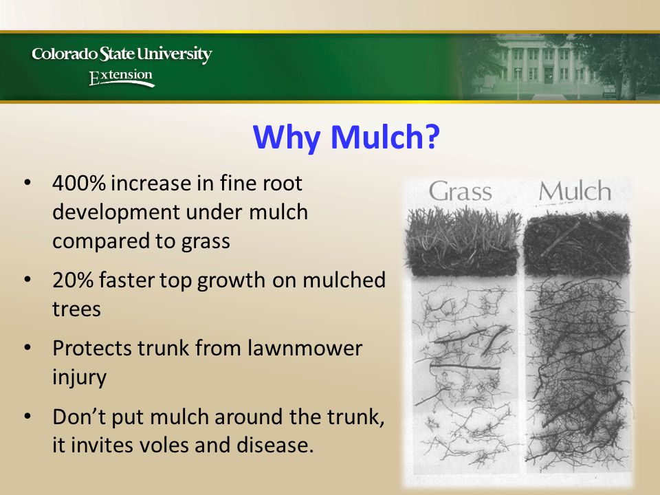 400% increase in fine root development under mulch compared to grass 20% faster top growth on mulched trees Protects trunk from lawnmower injury Don’t put mulch around the trunk, it invites voles and disease.