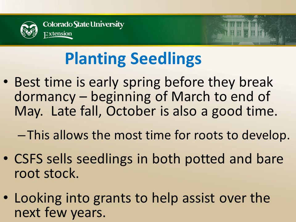 Planting Seedlings Best time is early spring before they break dormancy – beginning of March to end of May.