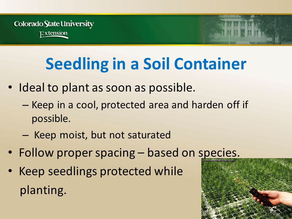 Seedling in a Soil Container Ideal to plant as soon as possible.
