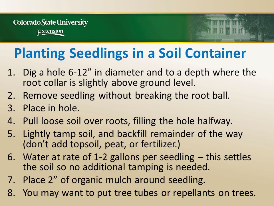 Planting Seedlings in a Soil Container 1.Dig a hole 6-12 in diameter and to a depth where the root collar is slightly above ground level.