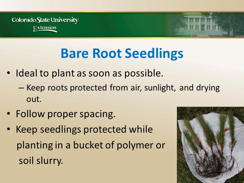 Bare Root Seedlings Ideal to plant as soon as possible.