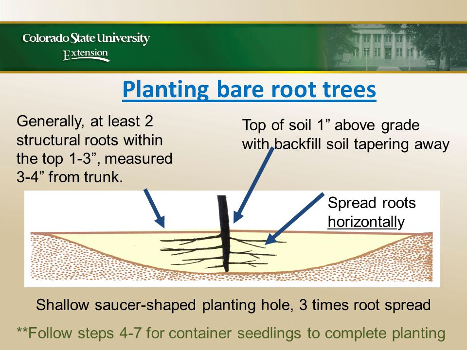 Planting bare root trees Generally, at least 2 structural roots within the top 1-3 , measured 3-4 from trunk.