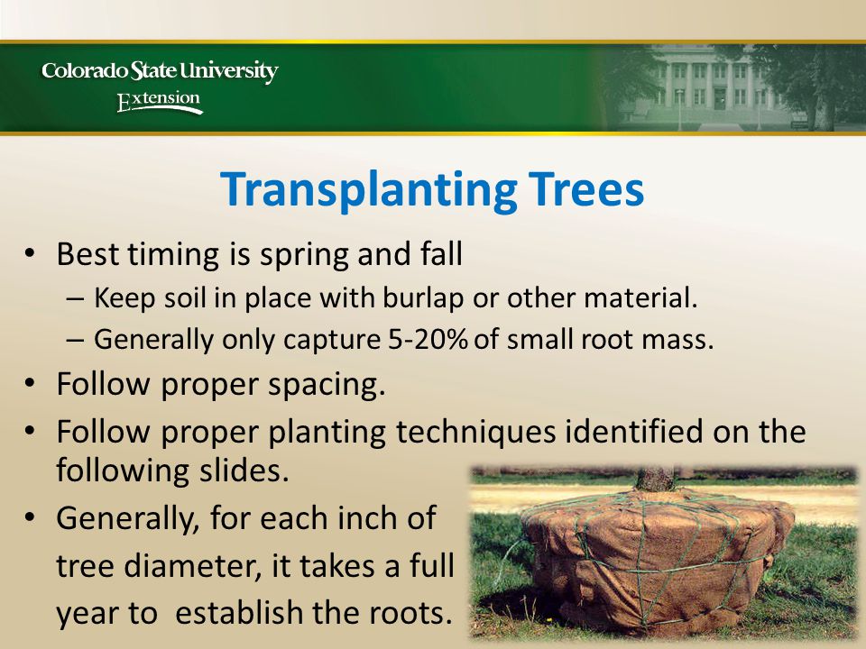 Transplanting Trees Best timing is spring and fall – Keep soil in place with burlap or other material.