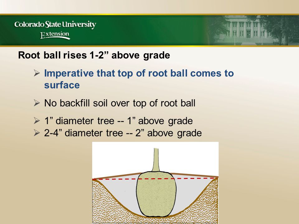 Root ball rises 1-2 above grade  Imperative that top of root ball comes to surface  No backfill soil over top of root ball  1 diameter tree -- 1 above grade  2-4 diameter tree -- 2 above grade