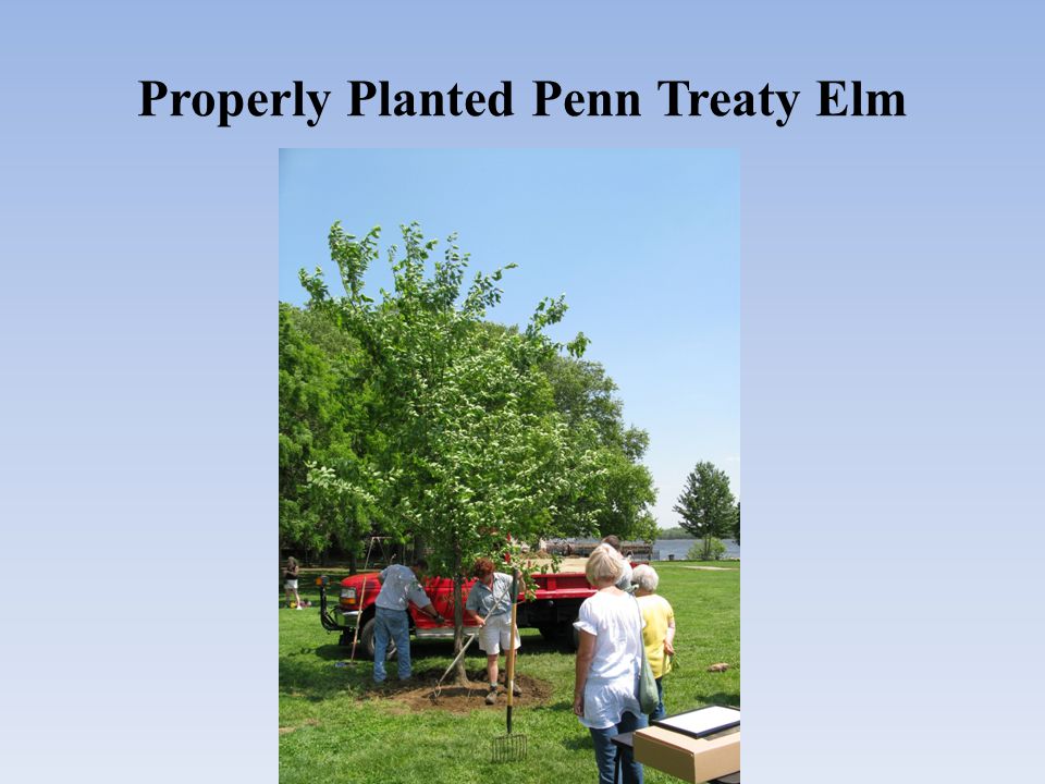 Properly Planted Penn Treaty Elm