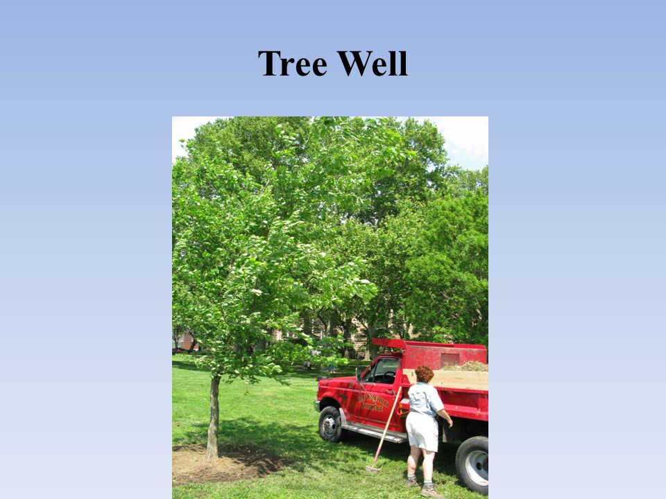 Tree Well