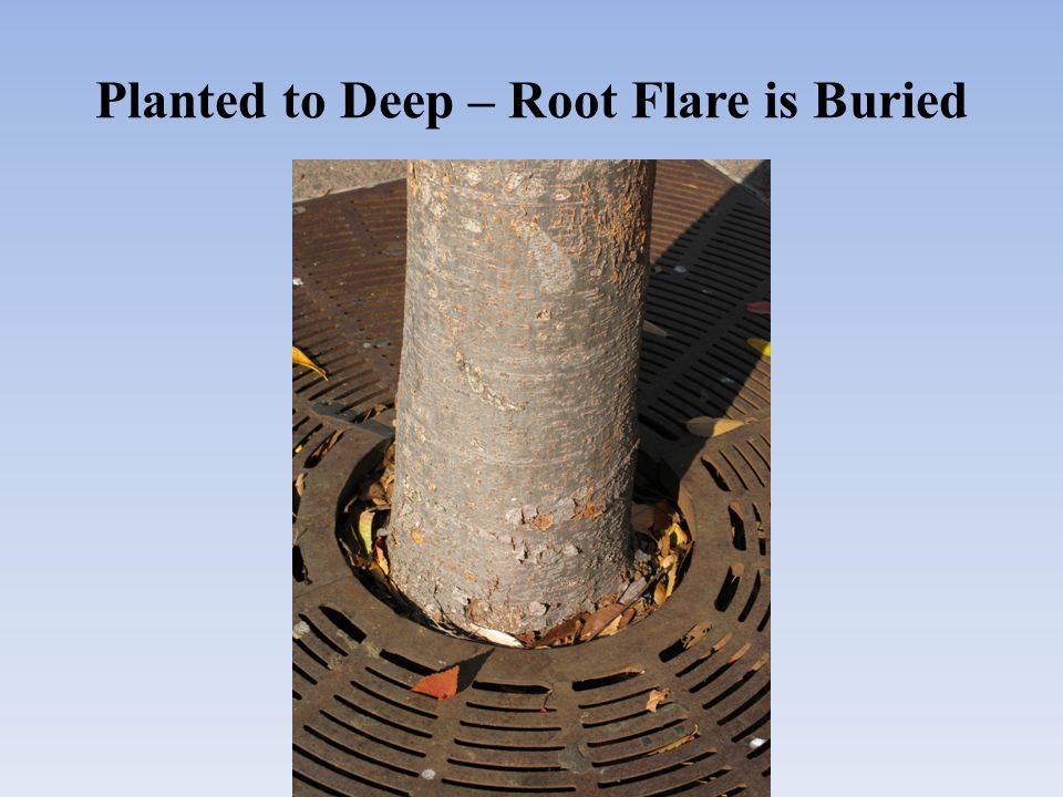 Planted to Deep – Root Flare is Buried