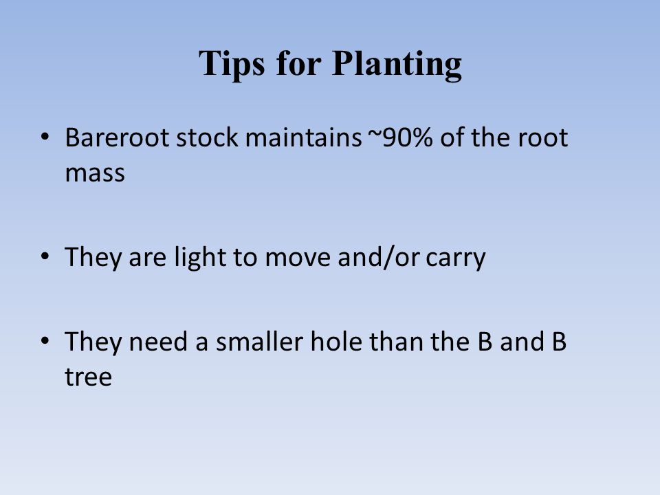 Tips for Planting Bareroot stock maintains ~90% of the root mass They are light to move and/or carry They need a smaller hole than the B and B tree