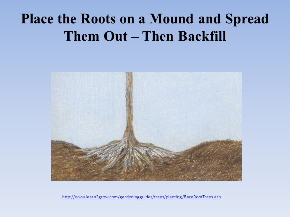 Place the Roots on a Mound and Spread Them Out – Then Backfill