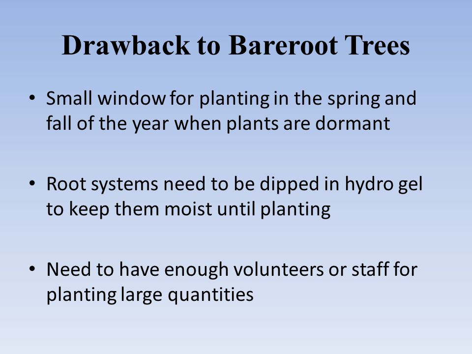Drawback to Bareroot Trees Small window for planting in the spring and fall of the year when plants are dormant Root systems need to be dipped in hydro gel to keep them moist until planting Need to have enough volunteers or staff for planting large quantities