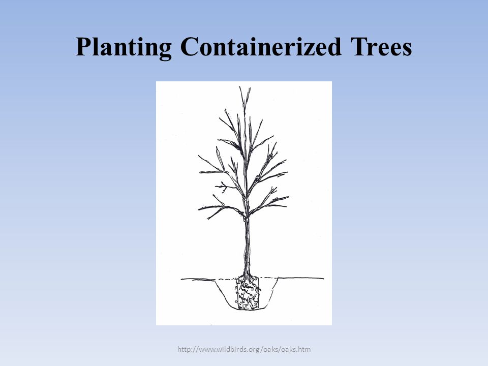 Planting Containerized Trees