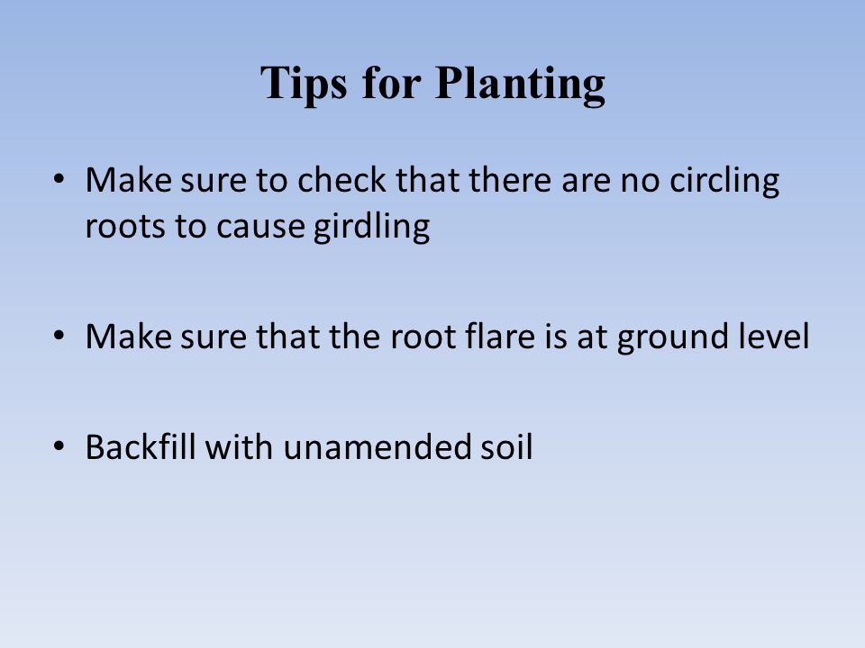 Tips for Planting Make sure to check that there are no circling roots to cause girdling Make sure that the root flare is at ground level Backfill with unamended soil
