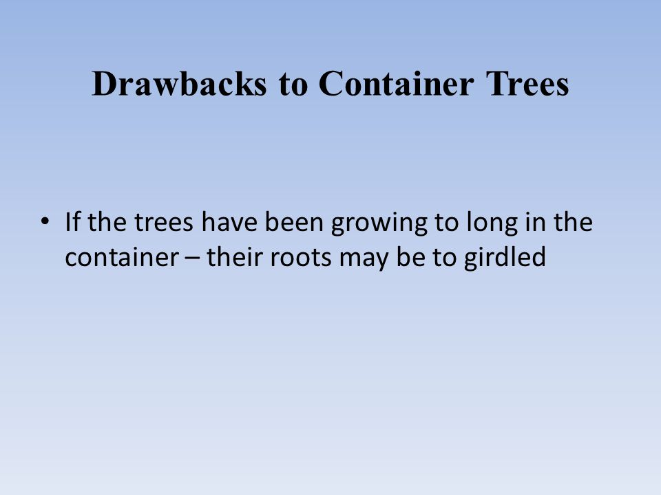 Drawbacks to Container Trees If the trees have been growing to long in the container – their roots may be to girdled