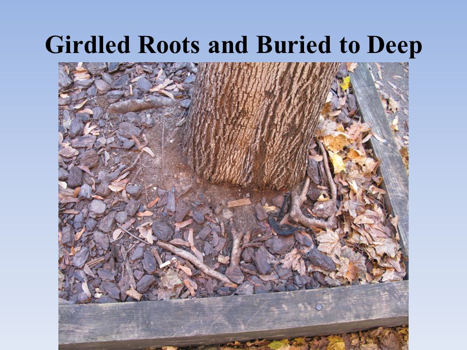Girdled Roots and Buried to Deep
