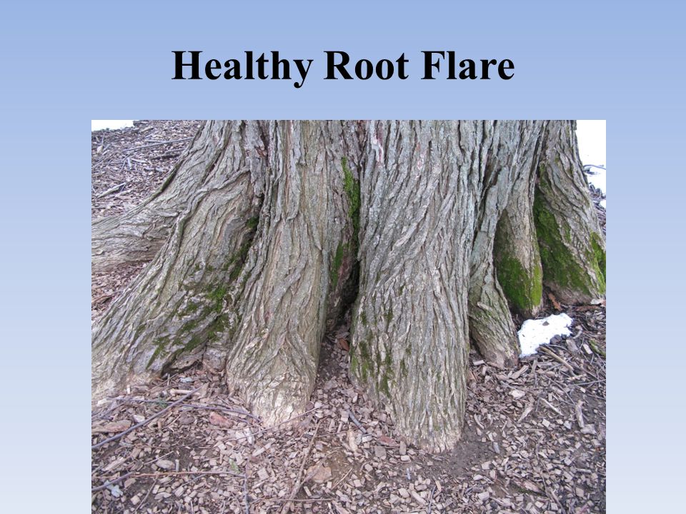 Healthy Root Flare