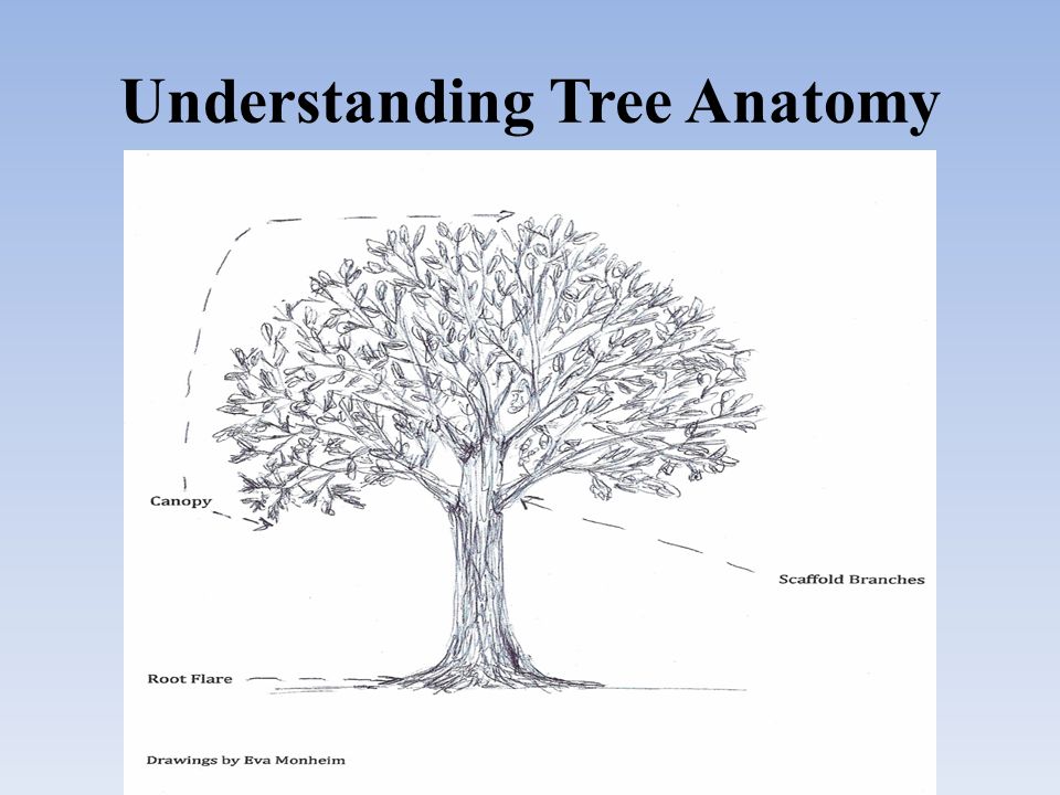 Understanding Tree Anatomy