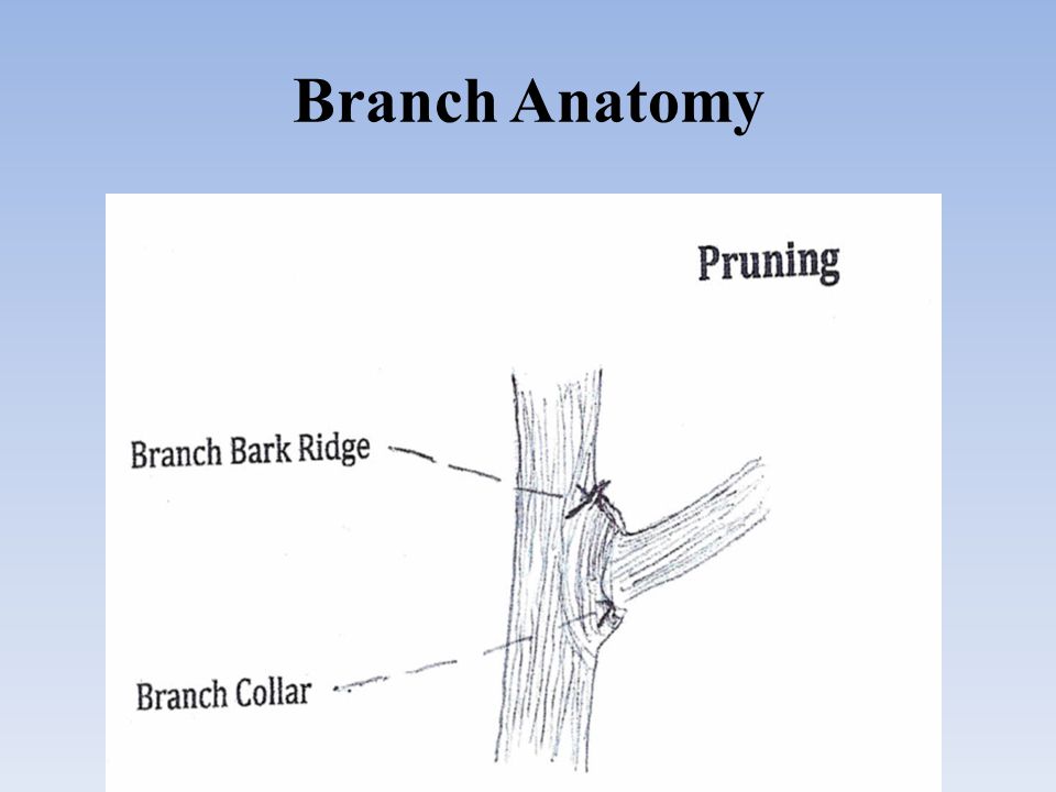 Branch Anatomy