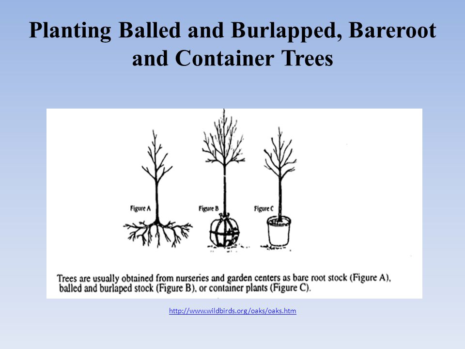 Planting Balled and Burlapped, Bareroot and Container Trees