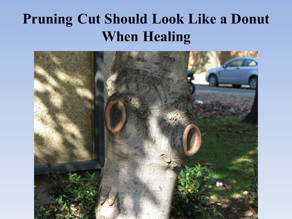 Pruning Cut Should Look Like a Donut When Healing