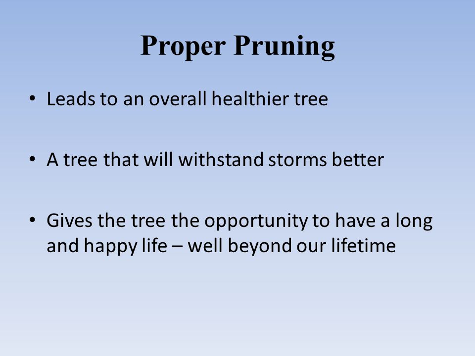 Proper Pruning Leads to an overall healthier tree A tree that will withstand storms better Gives the tree the opportunity to have a long and happy life – well beyond our lifetime