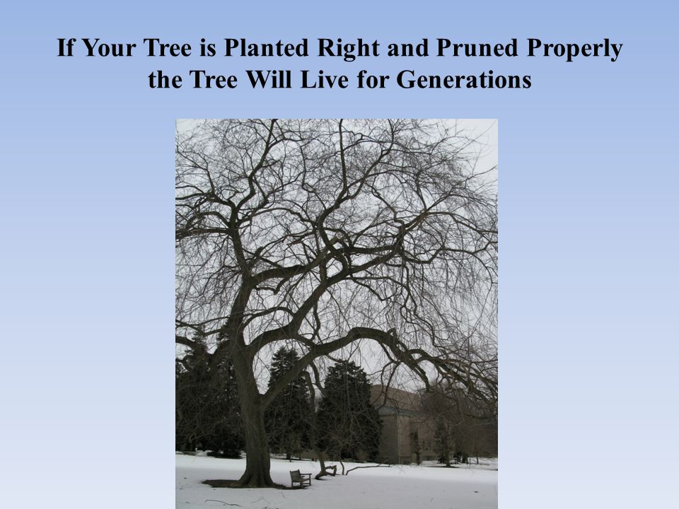 If Your Tree is Planted Right and Pruned Properly the Tree Will Live for Generations