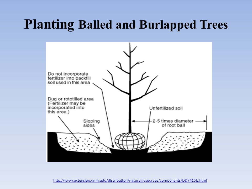 Planting Balled and Burlapped Trees