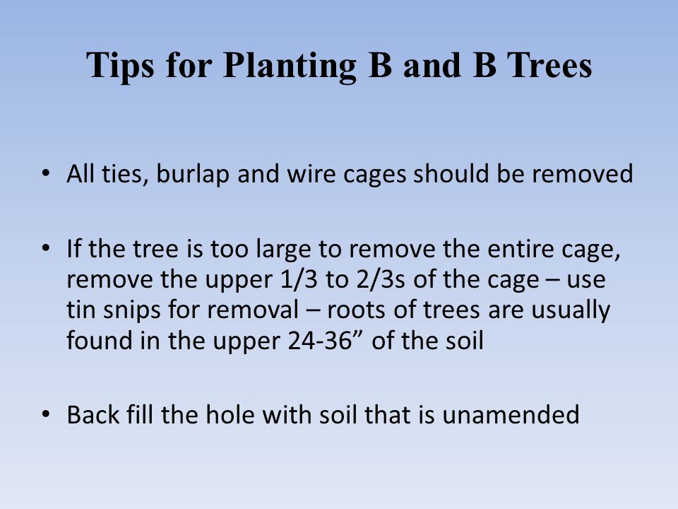 Tips for Planting B and B Trees All ties, burlap and wire cages should be removed If the tree is too large to remove the entire cage, remove the upper 1/3 to 2/3s of the cage – use tin snips for removal – roots of trees are usually found in the upper of the soil Back fill the hole with soil that is unamended