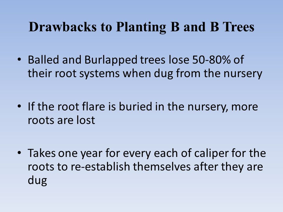Drawbacks to Planting B and B Trees Balled and Burlapped trees lose 50-80% of their root systems when dug from the nursery If the root flare is buried in the nursery, more roots are lost Takes one year for every each of caliper for the roots to re-establish themselves after they are dug