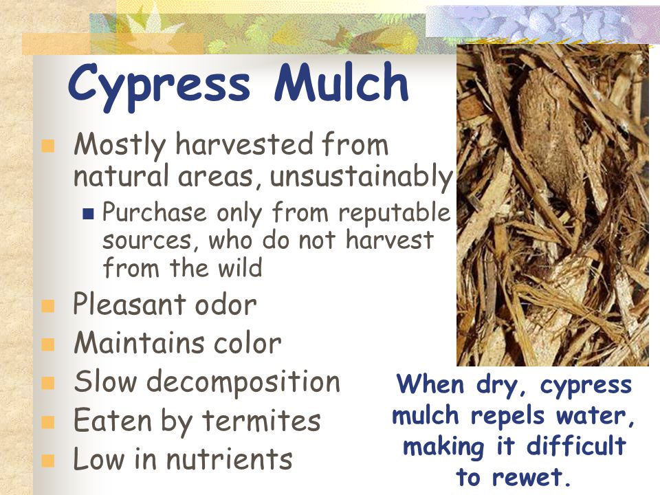 Cypress Mulch Mostly harvested from natural areas, unsustainably Purchase only from reputable sources, who do not harvest from the wild Pleasant odor Maintains color Slow decomposition Eaten by termites Low in nutrients When dry, cypress mulch repels water, making it difficult to rewet.