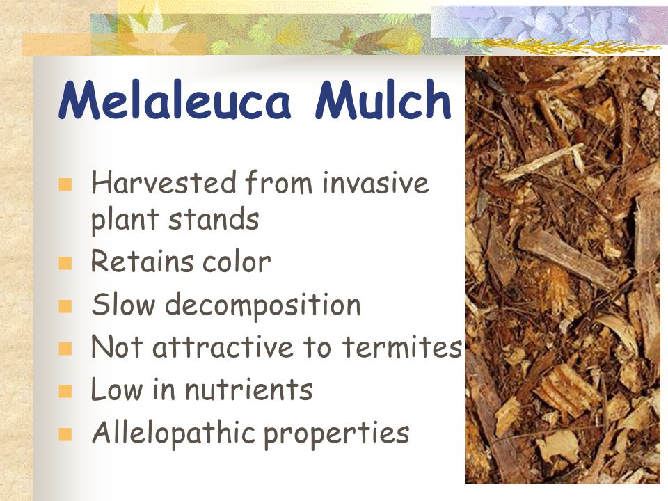 Melaleuca Mulch Harvested from invasive plant stands Retains color Slow decomposition Not attractive to termites Low in nutrients Allelopathic properties