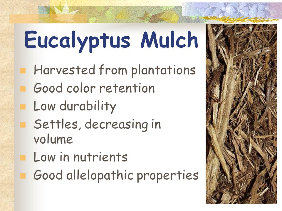 1 Landscape Mulches Mulch Define Benefits Comparing Criteria 15 Eucalyptus Mulch Harvested From Plantations Good Color Retention Low Durability Settles Decreasing In Volume Nutrients Allelopathic