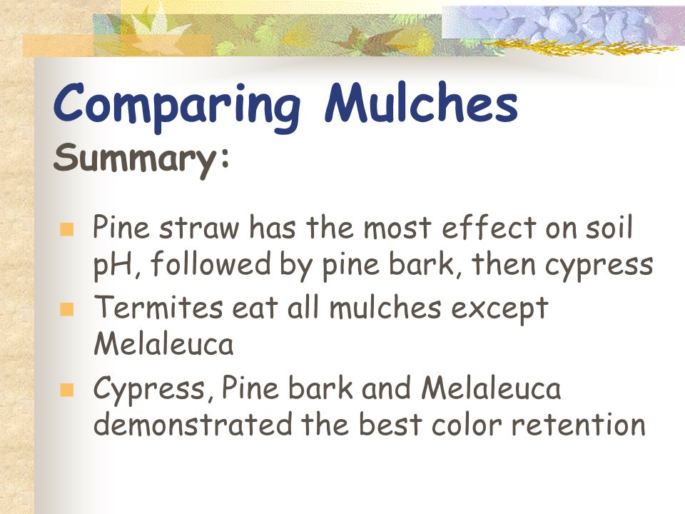Comparing Mulches Summary: Pine straw has the most effect on soil pH, followed by pine bark, then cypress Termites eat all mulches except Melaleuca Cypress, Pine bark and Melaleuca demonstrated the best color retention