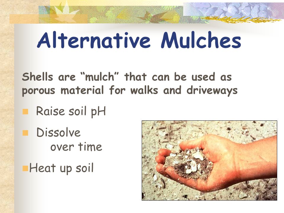 Alternative Mulches Shells are mulch that can be used as porous material for walks and driveways Raise soil pH Dissolve over time Heat up soil