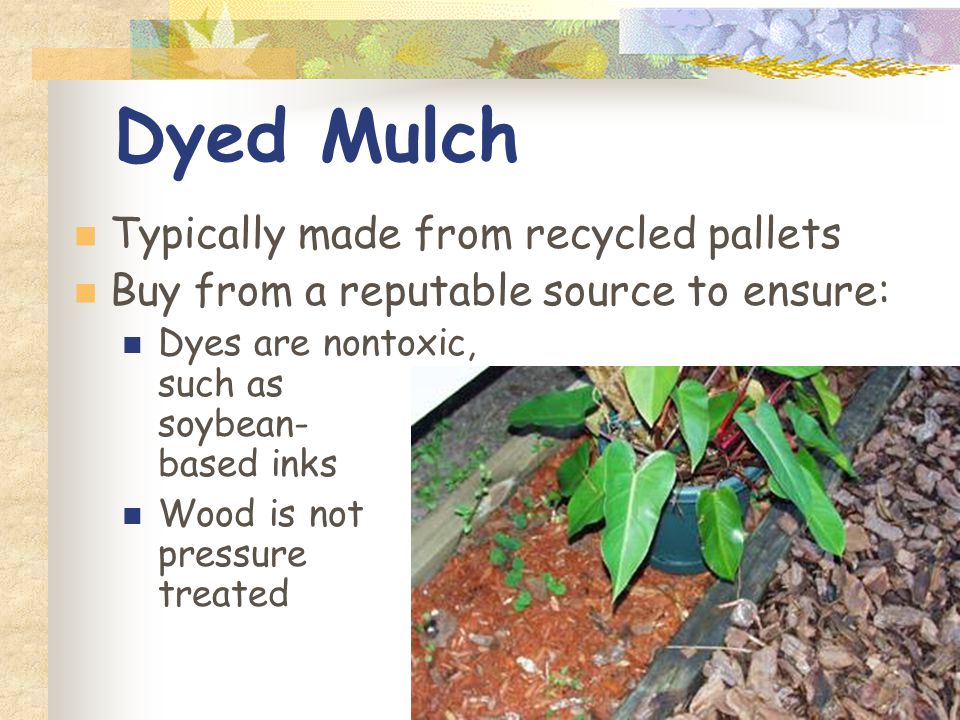 Dyed Mulch Typically made from recycled pallets Buy from a reputable source to ensure: Dyes are nontoxic, such as soybean- based inks Wood is not pressure treated