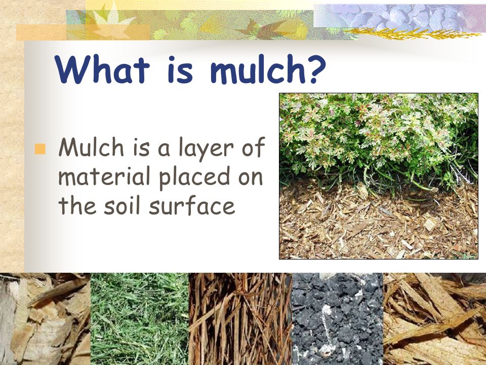 What is mulch Mulch is a layer of material placed on the soil surface