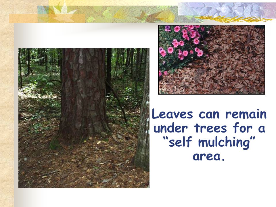 Leaves can remain under trees for a self mulching area.