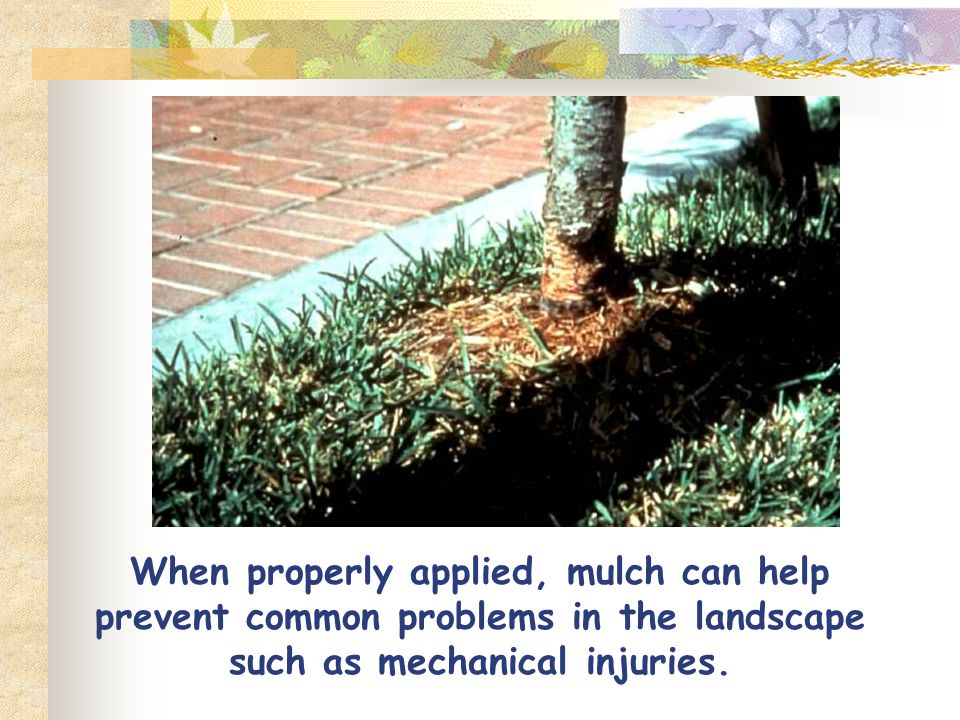 When properly applied, mulch can help prevent common problems in the landscape such as mechanical injuries.