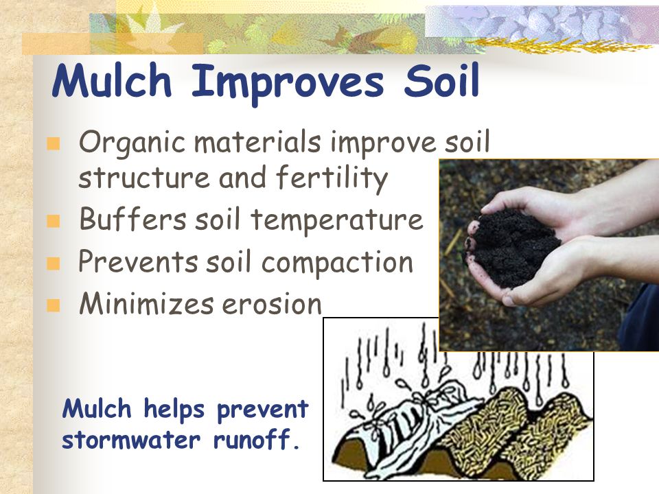 Mulch Improves Soil Organic materials improve soil structure and fertility Buffers soil temperature Prevents soil compaction Minimizes erosion Mulch helps prevent stormwater runoff.