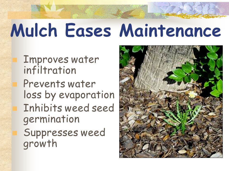 Mulch Eases Maintenance Improves water infiltration Prevents water loss by evaporation Inhibits weed seed germination Suppresses weed growth
