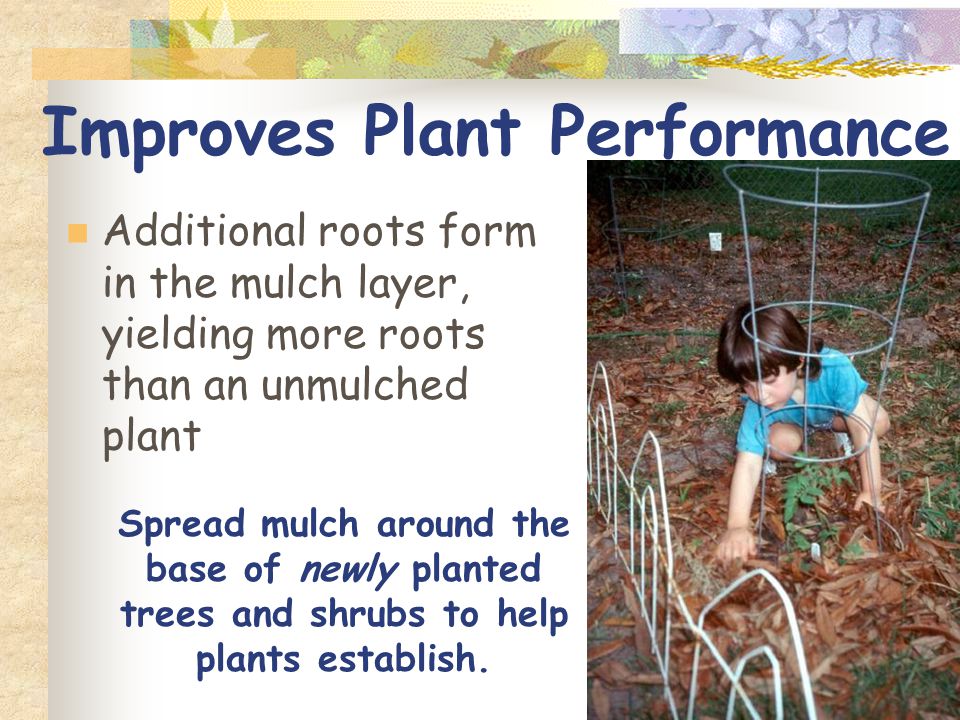 Improves Plant Performance Additional roots form in the mulch layer, yielding more roots than an unmulched plant Spread mulch around the base of newly planted trees and shrubs to help plants establish.