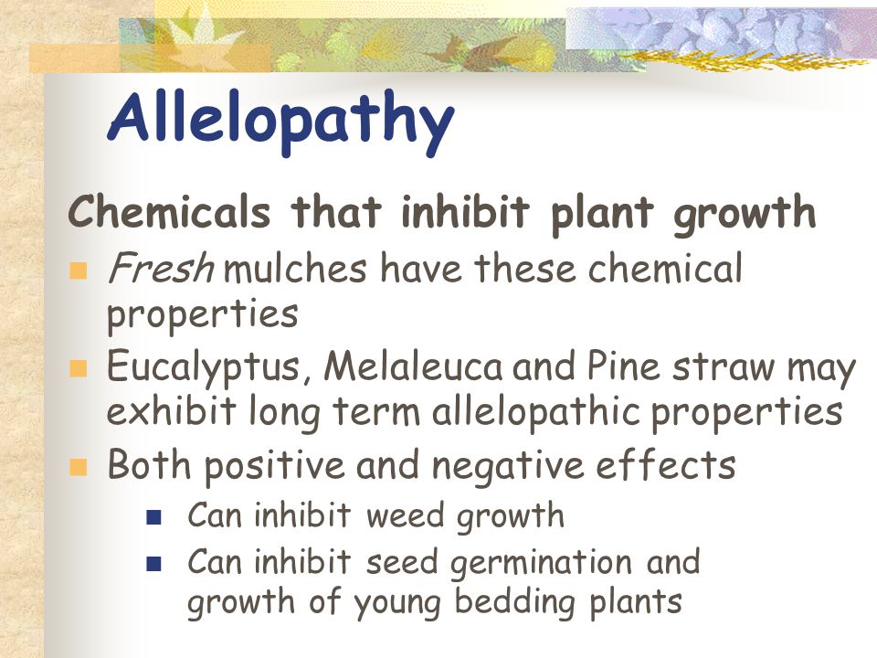 Chemicals that inhibit plant growth Fresh mulches have these chemical properties Eucalyptus, Melaleuca and Pine straw may exhibit long term allelopathic properties Both positive and negative effects Can inhibit weed growth Can inhibit seed germination and growth of young bedding plants Allelopathy