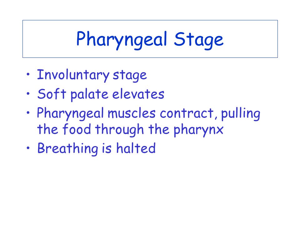 Pharyngeal Stage Involuntary stage Soft palate elevates Pharyngeal muscles contract, pulling the food through the pharynx Breathing is halted
