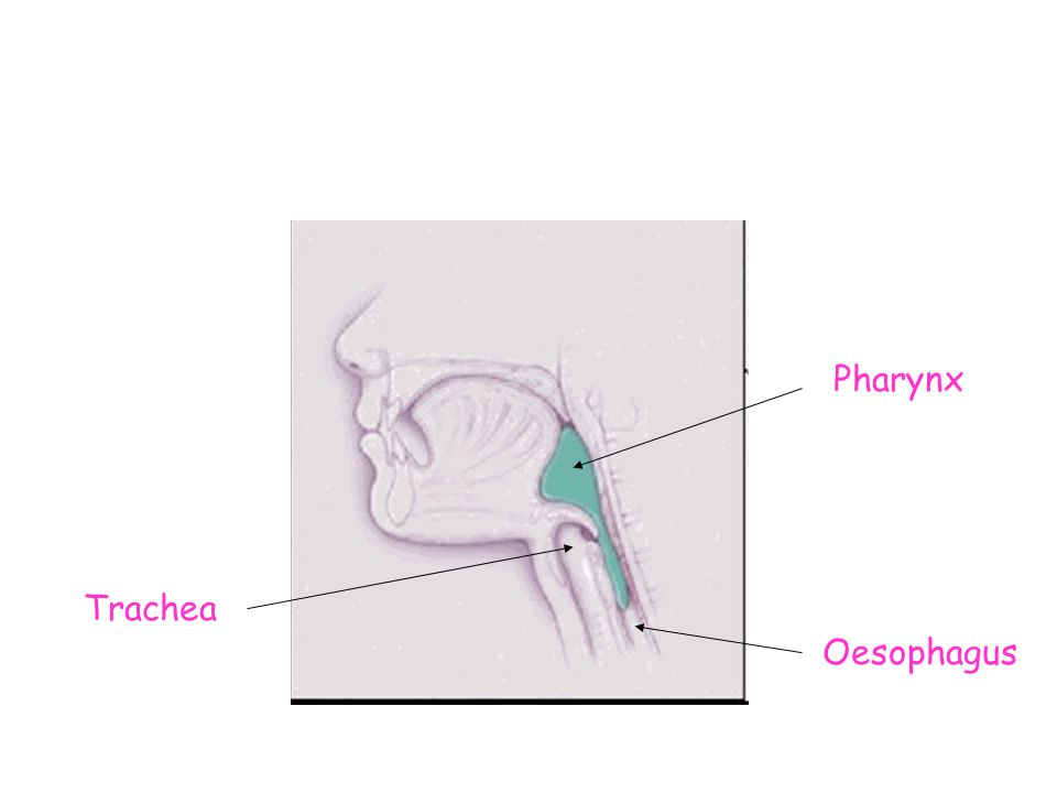 Pharynx Trachea Oesophagus