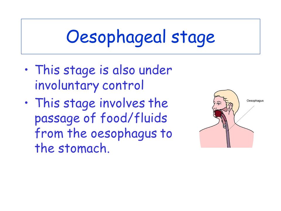 Oesophageal stage This stage is also under involuntary control This stage involves the passage of food/fluids from the oesophagus to the stomach.
