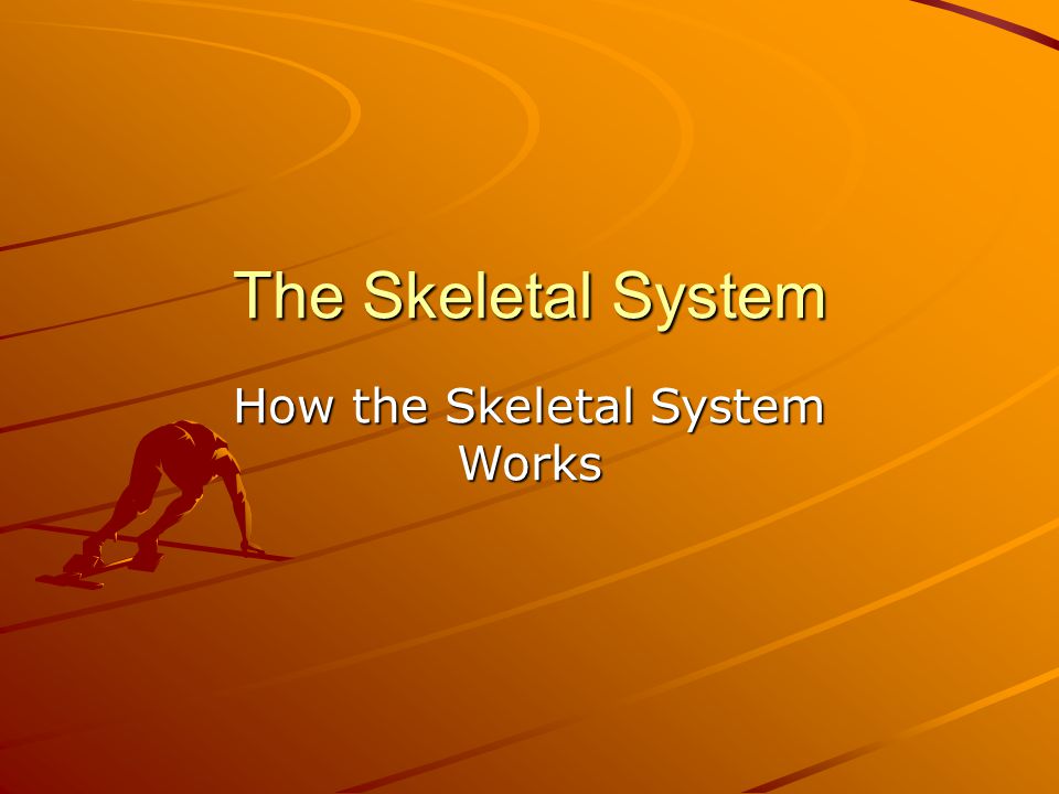 The Skeletal System How the Skeletal System Works
