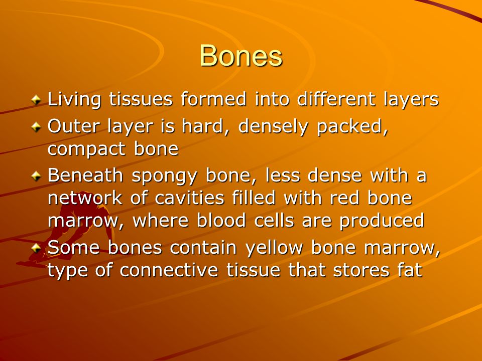 Bones Living tissues formed into different layers Outer layer is hard, densely packed, compact bone Beneath spongy bone, less dense with a network of cavities filled with red bone marrow, where blood cells are produced Some bones contain yellow bone marrow, type of connective tissue that stores fat