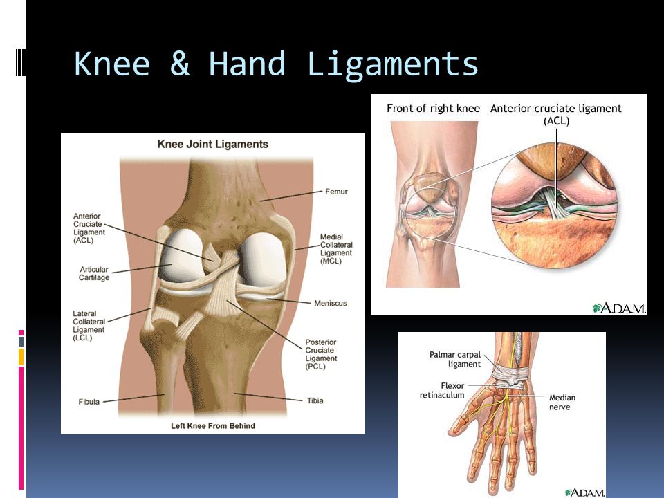 Knee & Hand Ligaments